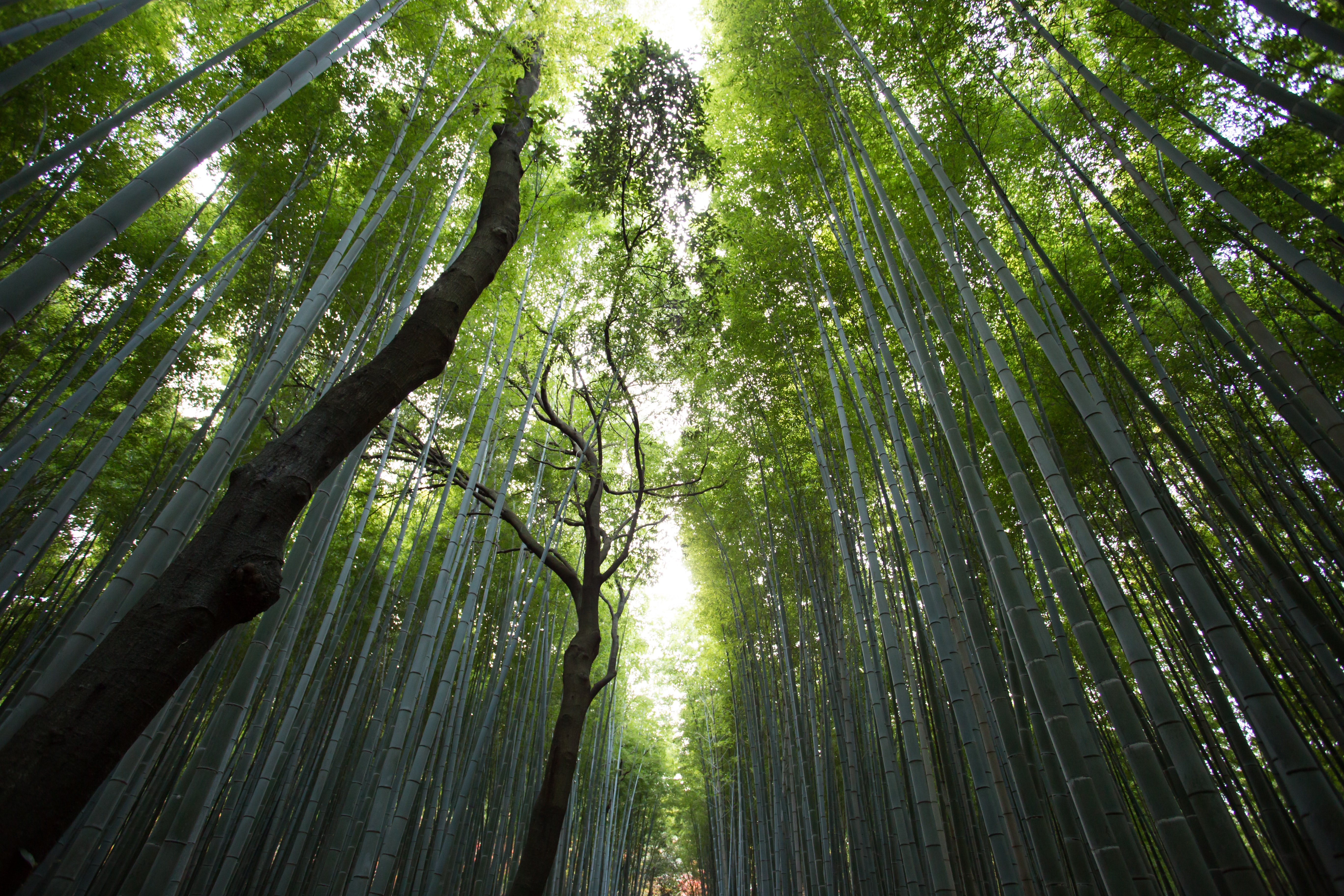 Looking upwards, a lush forest canopy