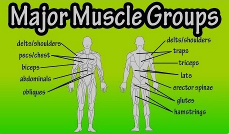 Chart showing major muscle groups