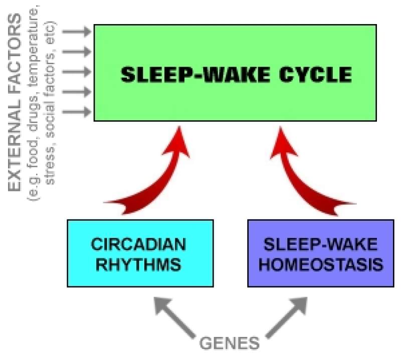 Chart showing sleep cycle